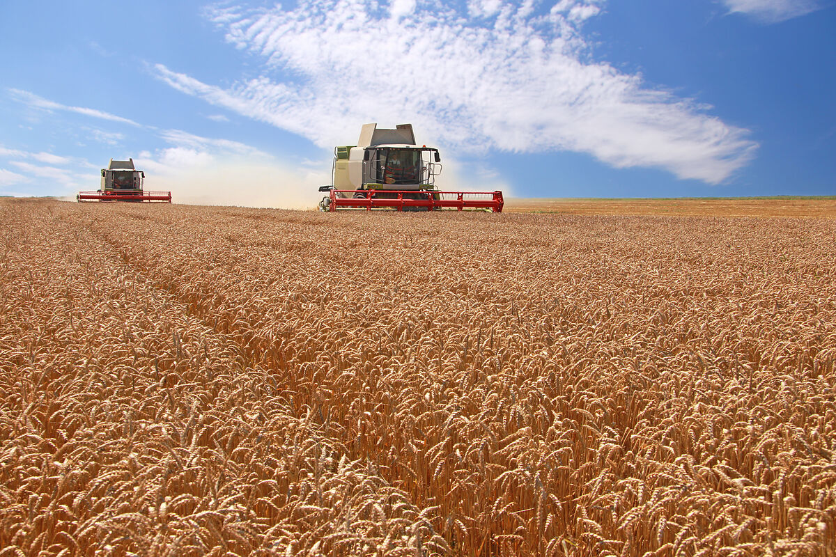 USDA mantiene la cosecha de trigo norteamericana 2023/24 en casi 50 ...